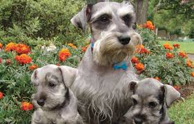 Important message from lonestar farms. Cute Miniature Schnauzer Puppies For Sale In Louisiana L2sanpiero