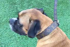 Louis vuitton dog collar used louis vuitton louis vuitton monogram louis vuitton clothing lux fashion dog collars & leashes luxury bags apple restocked 100% authentic upcycled lv sewn edge dog collars with tan leather accents attention/disclosure: Louis Vuitton Dog Collar Med Large Adjustable Authentic Lv Repurposed Recycled Upcycle Wide By Avintageo Louis Vuitton Dog Collar Dogs Vintage Louis Vuitton