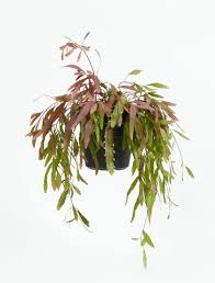 Image result for Rhipsalis