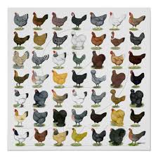 Chicken Breed Poster Chicken Breeds Chicken Breeds Chart