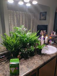 Horticulture lighting choices can be confusing. Putting The Ge Grow Lights To The Test Let S See If They Can Keep These Plants Alive In My Windowless Bathroom Houseplants