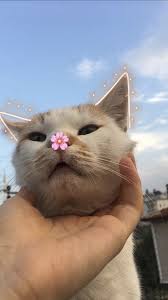 Pin De Sumeyye Gokdemir Em Bulutlu Kahve Gatos Legais Gatinhos Fofos Gatinhos