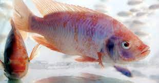 Tilapia In Malaysia Safe To Eat