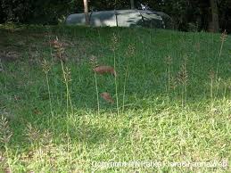 Image result for Chrysopogon