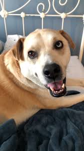 The german shepherd mix is not a purebred dog or a designer dog breed. Kenai The Yellow Lab Husky Mix And Angel The Black Lab German Shepherd Mix Album On Imgur