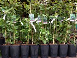 2.9 out of 5 stars 3. Blackberry Bedford Giant Blackberry Plants For Sale