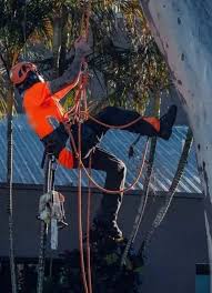 Tree Removal & Lopping Rosemount - Sunshine Coast Tree Lopping Caloundra - Sunshine Coast Tree Lopping Caloundra