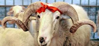 508.530 views3 years ago i̇hlas haber ajansı. Hz Ebu Bekir Ve Hz Omer Neden Kurban Kesmedi Yasam