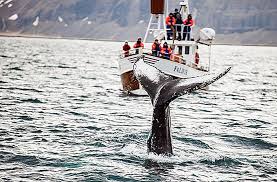 În 7 noiembrie 2011 | darrio2007 a răspuns: Cele 16 AtracÈii Turistice De Top Din Islanda Atractii Turistice