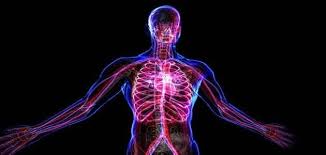 بحث حول جسم الإنسان من الداخل بالتفصيل Human Body Systems Body Systems Pressure Points