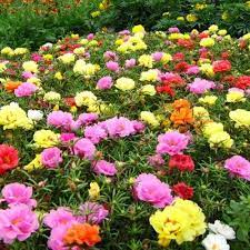 Antaranya pokok ros jepun atau nama saintifiknya portulaca grandiflora. 78 Gambar Bunga Ros Jepun Paling Bagus Gambar Pixabay