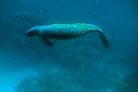 14 Ways To See Wildlife In Belize Belize Wildlife Manatee