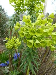 Image result for Euphorbia espinosa