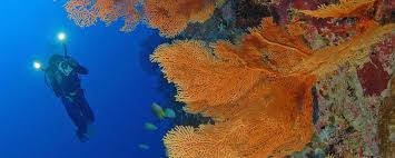 It is the summit of an oceanic mountain whose highest point on the island is murray hill, rising to 1,184 feet. Tauchen In Christmas Island Tauchsafaris Resorts Wedive Tauchreisen