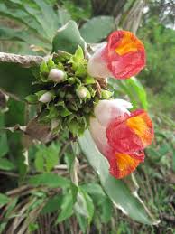 Image result for Costus afer