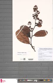 Image result for Tetracera alnifolia