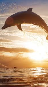 Beautiful Dolphin Wallpaper Sunset Pictures Scenery Photography Orlando Travel