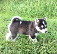 Get dry puppy food tailored to your puppy's needs, delivered to your door, with simple portion guide and handy tell us about your pup and we'll create a recipe of dry food that develops with them as they grow. Happy Tails Pomsky Reviews Facebook