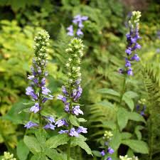 Image result for Lobelia minutula