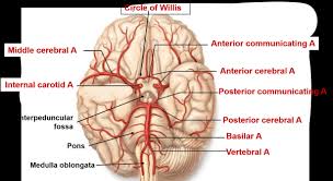 It is named after the english anatomist t. Brain Arterial Supply Circle Of Willis Internal Carotid Vertebral Artery Anatomy Qa