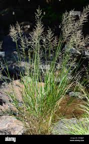 Image result for Arundinella nepalensis