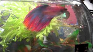 Betta kills expensive shrimp and we go on a quest to find new posse/gang with our betta in his can i keep a betta and shrimp in the same tank? Betta Ghost Shrimp 1 Gallon Bowl Betta Pro Water Youtube