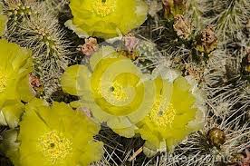 Check spelling or type a new query. A Cactus Plural Cacti Cactuses Or Cactus 3 Is A Member Of The Plant Family Cactaceae Note 1 A Family Comprising About 127 Genera Wi Cactus Plants Species