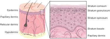 Animal cells are permeable to water and urea but not to sucrose. Frontiers The Extracellular Matrix In Skin Inflammation And Infection Cell And Developmental Biology