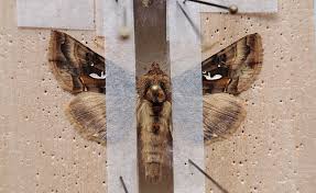 Image result for Autographa macrogamma