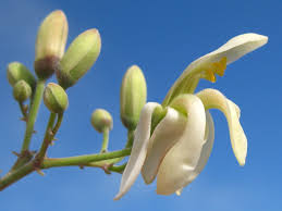 Image result for Moringaceae