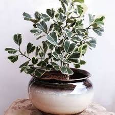 Image result for Ficus tesselata
