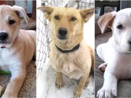 There is no single shelter. Remember The Snowdrift Puppies Now You Can Adopt Some Of Them Bring Me The News
