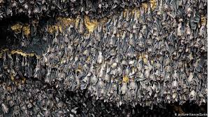 Bats like dark, quiet and undisturbed roosting spots and man made structure provide the perfect abode. Flying Foxes Australia S Love Hate Relationship With Fruit Bats Global Ideas Dw 07 01 2021