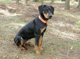 Image result for sedmihradský honič