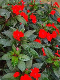 Image result for Impatiens stuhlmannii