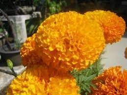 We did not find results for: Marigold Bunga Mitir Yang Menjadi Saksi Betapa Indahnya Hari Nimadesriandani
