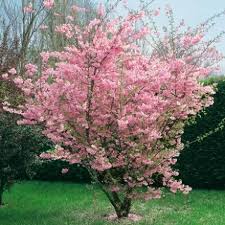Flowering Cherry Tree Accolade Is A Good Choice For A Small Garden It S A Small Spreading Ornamen Small Trees For Garden Flowering Trees Flowering Cherry Tree