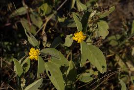 Image result for Melhania acuminata