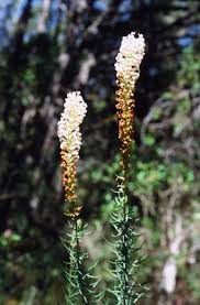 Image result for Lasianthus kilimandscharicus