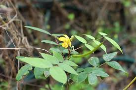 Image result for Senna occidentalis