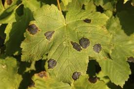 Is this some type of fungus? Maple Tar Spot Disease Learn About The Control Of Maple Tar Spot