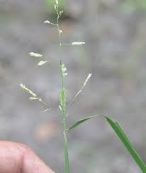 Image result for Leersia