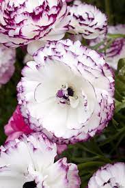 Ranunculus Flowers To Light Up The Garden In 2020 Flowers Perennials Periannual Flowers Ranunculus Flowers