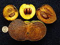 A spoonful of honey mixed into the pulp makes it glossy, shiny and tasty, living up to its popular name of chocolate pudding fruit. Diospyros Nigra Wikipedia