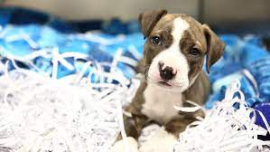 Animal shelter adopt a pet; Animal Humane Society Animal Humane Society