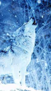 Snow Wolf Wallpapers 4k Wolf Wallpaper Snow Wolf Wolf Spirit Animal