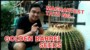 They aren't the same thing. Day 10 Magharvest Tayo Ng Seeds Ng Cactus Golden Barrel Youtube