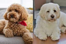 Maltese shih tzu poodle full grown. Shmoodle Mal Shi Toy Poodle Mix Guide Info Pictures Care More Pet Keen