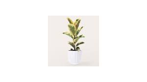 Image result for Ficus tesselata