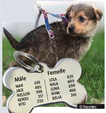 Chiens de race inscrits au lof (livre des origines françaises). Quel Nom Pour Votre Chien Tinlot